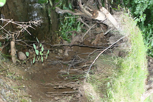 Incised stream banks on a small creek that runs into Bush Creek in Monocacy National Battlefield. Incised stream banks are caused by increased erosion when water runs off at high speed from nearby impervious surfaces