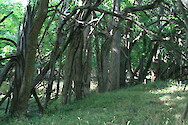 Former fenceline of osage orange (Maclura pomifera) trees on the Worthington Farm in Monocacy National Battlefield