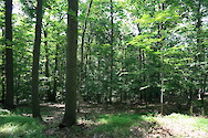 Forest in Worthington Farm in Monocacy National Battlefield