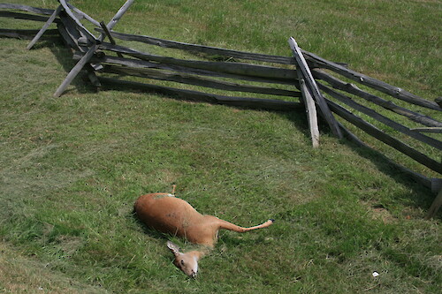 Roadkill white-tailed deer (Odocoileus virginianus) next to hay field in Manassas National Battlefield Park. Deer overgrazing is a major problem in some National Parks, preventing tree seedling growth.
