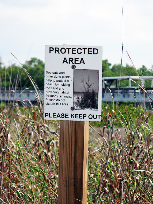 Sign preventing disturbance of natural habitat including sea oats and other dune plants.
