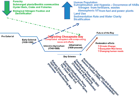 Figure 1. Historical trends in the Chesapeake Bay health and management. The Chesapeake Bay ecosystem has changed following the growth of human population. Studies on the Bay have also evolved from a purely scientific focus to active management and restorative efforts. The future of the bay depends on interconnecting the actions of the past, present and future generations with the dynamic nature of the Bay ecosystem and emergent issues. Synthesis from Chesapeake Literacy by Dr. Bill Dennison.