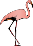 Phoenicopterus spp
