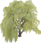 Salix sepulcralis