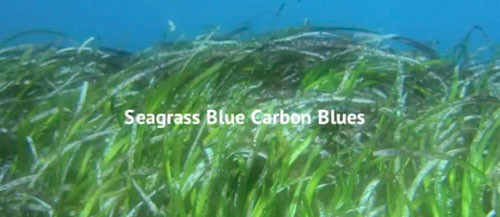 Seagrass Blue Carbon Blues