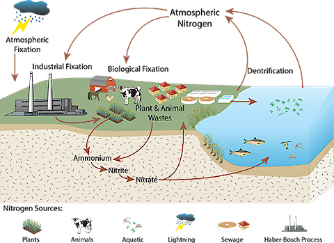 Industrial nitrogen fixation has doubled the flow of atmospheric nitrogen into terrestrial and aquatic ecosystems.