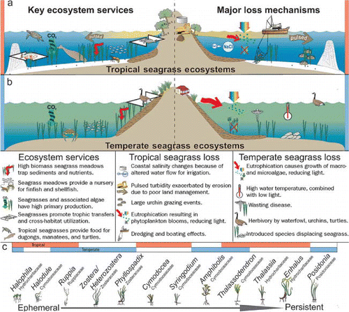 Ecosystem services / loss diagram