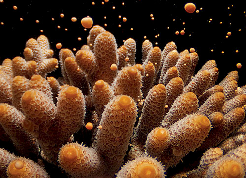 Mass coral spawning