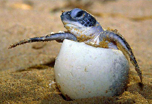 Sea turtle hatchling