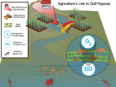 Agriculture's Link to Gulf Hypoxia diagram by Aubrie