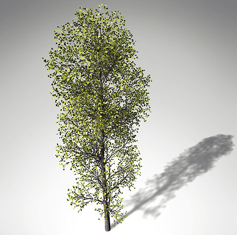 Original poplar tree symbol accessed by Stephen Keller. Symbol source TruboSquid.