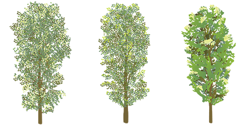 Poplar tree symbol evolution