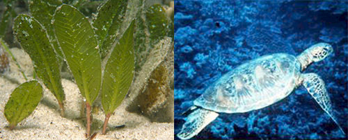 Seagrass and turtle