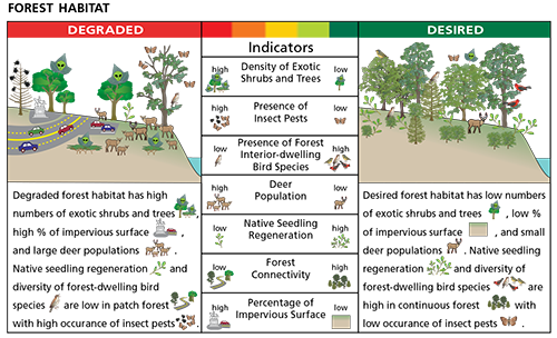 Forest-habitat-diagram