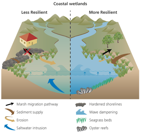 Conceptualization shows that coastal wetlands are likely to be affected by their ability to migrate landward or grow upwards as sea levels rise, and will be protected by underwater grasses and oyster habitat, which reduce wave action and erosion during storms. Image from theÂ Chesapeake Bay Report Card 2013