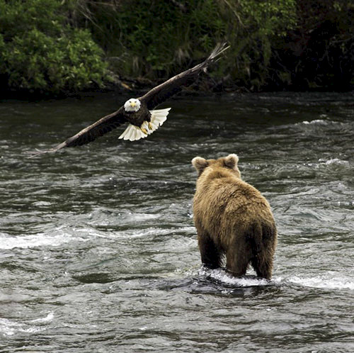 The eagle and the bear are keystone species in the Pacific Northwest