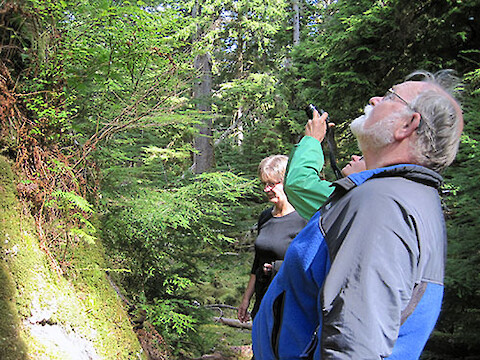Three ecologists contemplate something fishy about a 900-year-old cedar tree on Haida Gwaii.