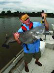 Catfish are targets for recreational fishing. Image from Mike Wintroath.