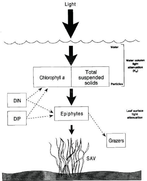 Dennison WC, Orth RJ, Moore KA, Stevenson JC, Carter V, Kollar S, Bergstrom PW, Batiuk RA. 1993. Assessing water-quality with submerged aquatic vegetation. Bioscience 43: 86-94.