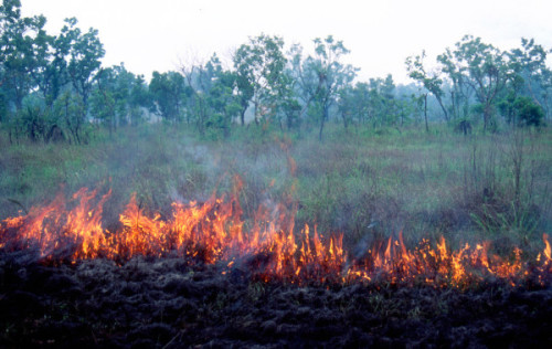 Kakadu Fire: An early season low-heat fire reduces hotter, more destructive late season fires. Photo: Parks Australia (Creative commons)