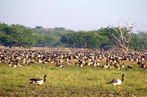 Geese: Magpie geese are an important natural resource for traditional owners. Photo: Research Institute for Environmental and Livelihoods