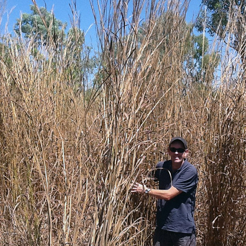 Professor Michael Douglas with Gamba Grass in the Adelaide River Flood Plain. Credit: Heath Kelsey