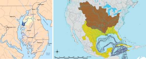 Figure 2. (left) Map of the Chester river in dark blue and watershed area highlighted in yellow. (Right) Map fo the Gulf of Mexico watershed; brown is the Mississippi drainage, yellow is the gulf drainage 9non-Mississippi).