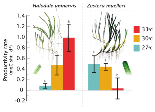 Seagrass response to chronic and acute temperature variations are species specific
