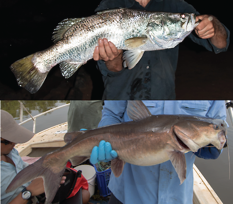 Barramundi are an important recreational, commercial, and cultural resource. Photos with permission to publish.