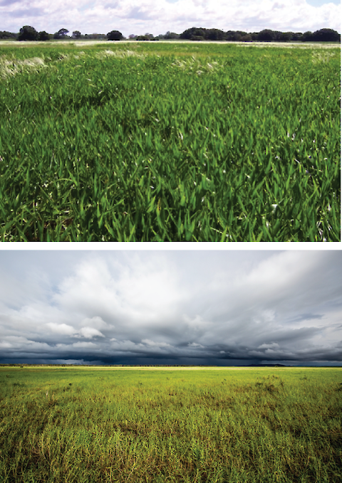 Photos of olive hymenachne (top) and paragrass (bottom). Photo credit: Northern Territory Government Weed Management Branch and Michael Douglas.