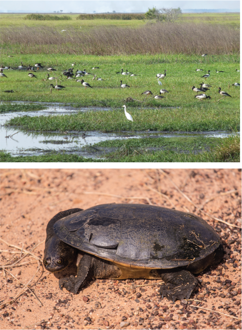 Magpie Geese and Long Neck Turtles are important resources for traditional owners. Credit: