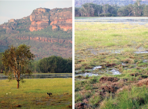 (L) An Australian darter (Anhinga novaehollandiae) dries its wings in the Anbangbang wetlands, and Nourlangie Rock escarpment in the background. (R) The damage by feral pigs in the foreground is evident as they wallow and root for food in the wetlands. This activity makes the ground vulnerable to weed infestation. Asian water buffalo were also introduced. Although lower in numbers, they erode the banks of tidal rivers, allowing saltwater to enter freshwater swamps and endangering animal and plant life.