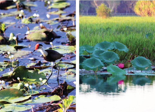 (L) The large feet of the comb-crested jacana (Iredippara gallinacean) enable them to walk on the floating lily pads. (R) Lotus lilies (Nelumbo nucifera) line the bank, and in the background, the native grass, Hymenachne acutigluma, and stands of Pandanus aquaticus trees.
