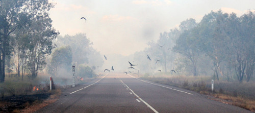 Kakadu-kites and fire