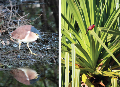 (L) A nankeen night heron (Nycticorax caledonicus) peers into the shallows for a meal. (R) A busy colony of crimson finches (Neochmia phaeton) were flourishing in these waterfront pandanus trees.