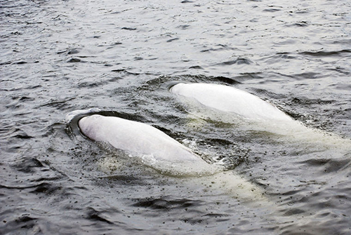 Beluga whales in long Island Sound. Credit: Cheryl E Miller