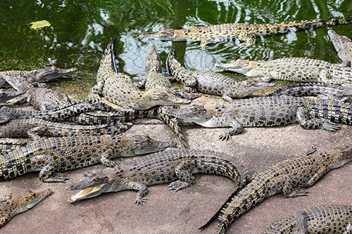 Crocodiles at Crocodylus Park in Darwin Australia. Credit Heath Kelsey