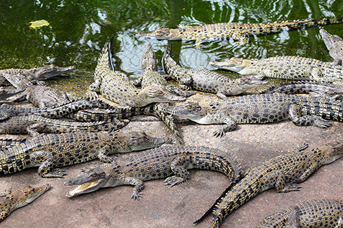 Crocodile farming in Papua New Guinea