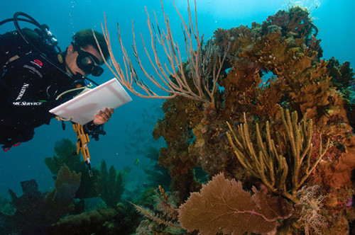A scientist monitors coral reefs in American Samoa. Credit: Photo by NPS Climate Change Response/CC BY 2.0.