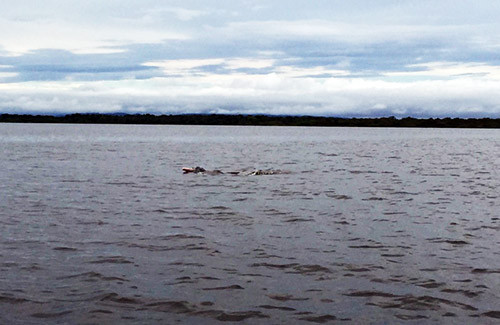 The river dolphins.