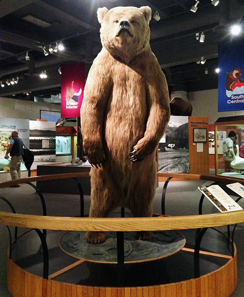 Otto, the brown bear, greets visitors to the History of Alaska exhibit at the University of Alaska Museum of the North. The specimen was taken in 1950 at Herendeen Bay, and is nicknamed Otto in honor of Otto Geist, an archaeologist, explorer, and naturalist, who’s contributions were the museum’s initial collections. Photo: Brianne Walsh, UMCES.