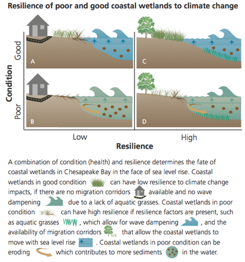 Conceptual diagram used in the 2014 Chesapeake Bay Report Card was used to illustrate resilience.