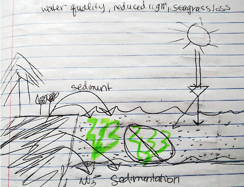An example diagram from our quick game of âconceptionaryâ. Sentences and words that were given to produce this diagram: Increased nutrients from farming limit the light that can penetrate the water, limiting growth of seagrass beds. Credit: Christina Goethel