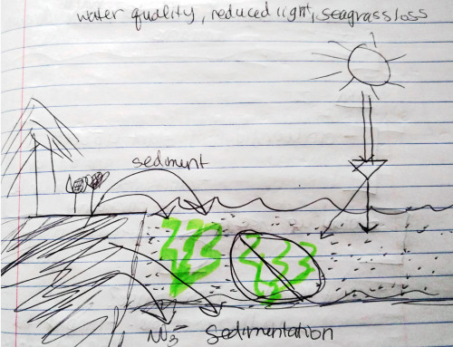 An example diagram from our quick game of “conceptionary”. Sentences and words that were given to produce this diagram: Increased nutrients from farming limit the light that can penetrate the water, limiting growth of seagrass beds.