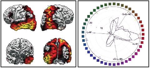 Neural basis for narratives (left) and distinct hues (right). Credit: Hasson in Olson 2015 (left) and Neural basis for unique hues, Stoughton and Conway 2008 [[pdf]] (right)
