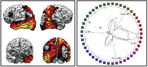 Neural basis for narratives (left) and distinct hues (right)