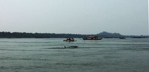 An Irrawaddy dolphin surfaces on the Mekong River. Photo: Brianne Walsh