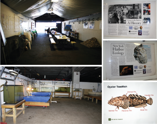 The preceding five photos show the inside of the River Project’s warehouse field station. It is lined with informational posters and tanks filled with estuarine species mostly collected from cages dropped right off Pier 40. The River Project staff, interns and volunteers use this open space to educate large groups of New Yorkers about the amazing life that still exists in the New York – New Jersey Harbor Estuary and the Hudson River. About 2,300 middle school students visited the River Project Field Station in 2015, with about 200 of them being students participating in the BOP CCERS project. Visiting the field station is a great way to introduce CCERS students to the organisms they may be finding in their own oyster restoration cages throughout their research project.