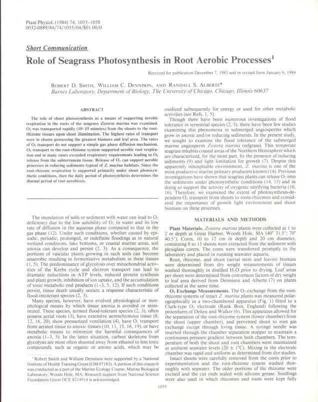 role-of-seagrass-photosynthesis-in-root-aerobic-processes