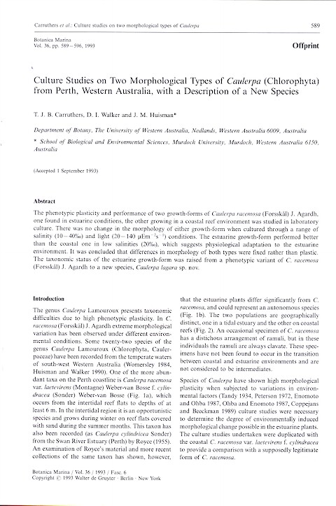 Culture studies on two morphological types of Caulerpa (Chlorophyta) from Perth, Western Australia, with a description of a new species (Page 1)
